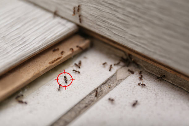 Best Pest Control Near Me  in Oakwood, IL