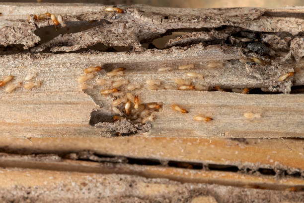 Oakwood, IL Pest Control Company