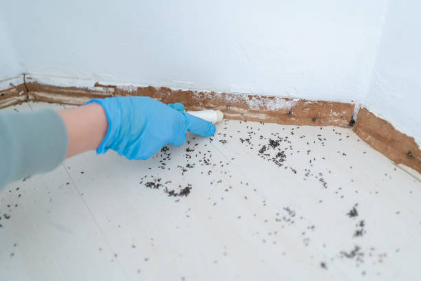 Best Pest Control Near Me  in Oakwood, IL